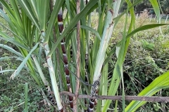 Pianta di canna da zucchero - Ratanakiri