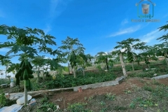 Pianta di papaya - Ratanakiri