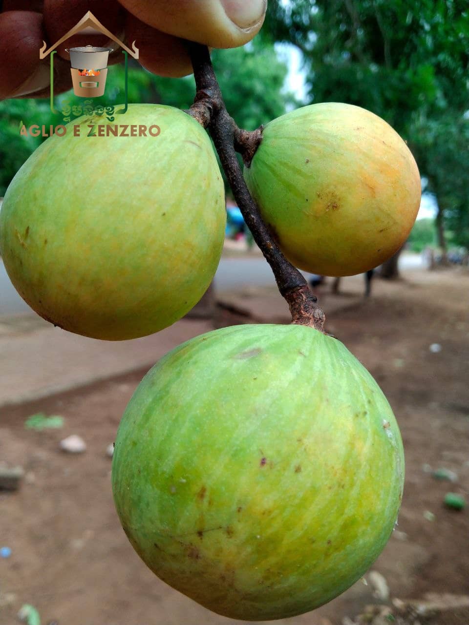 frutto selvatico willughbeia